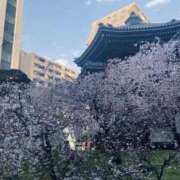 ヒメ日記 2026/03/29 16:50 投稿 まさき 電車ごっこ