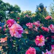 まさき 生活その110 電車ごっこ