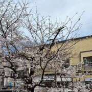 ヒメ日記 2025/03/31 23:14 投稿 るい みつらん鉄道