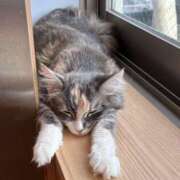 ヒメ日記 2025/09/11 16:57 投稿 あいり GIGAMON