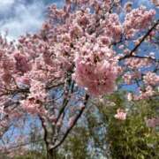 ヒメ日記 2025/04/08 16:26 投稿 れんか 丸妻 横浜本店