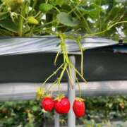 ヒメ日記 2025/04/03 17:18 投稿 ゆうひ シンデレラ【平均年齢20才、風俗未経験の娘が8割以上】