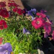 ヒメ日記 2025/05/18 09:47 投稿 杉野ともみ 五十路マダム 博多店