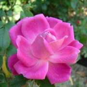 ヒメ日記 2025/12/16 07:27 投稿 杉野ともみ 五十路マダム 博多店