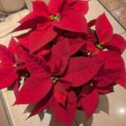 ヒメ日記 2026/01/18 18:27 投稿 杉野ともみ 五十路マダム 博多店