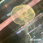 ヒメ日記 2025/01/27 19:02 投稿 高山 ANECOTE