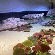 ヒメ日記 2025/01/29 22:02 投稿 高山 ANECOTE