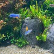 ヒメ日記 2025/03/08 22:02 投稿 高山 ANECOTE