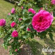 ヒメ日記 2025/04/07 23:01 投稿 高山 ANECOTE