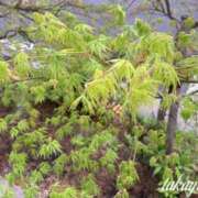 ヒメ日記 2025/04/09 21:45 投稿 高山 ANECOTE