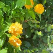 ヒメ日記 2025/04/16 22:02 投稿 高山 ANECOTE