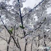 ヒメ日記 2025/04/25 22:03 投稿 高山 ANECOTE