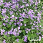 ヒメ日記 2025/05/03 22:31 投稿 高山 ANECOTE