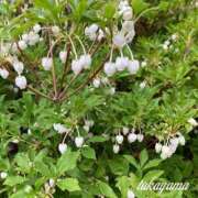 ヒメ日記 2025/06/06 21:30 投稿 高山 ANECOTE