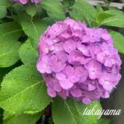 ヒメ日記 2025/06/14 22:01 投稿 高山 ANECOTE