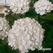 ヒメ日記 2025/06/20 23:30 投稿 高山 ANECOTE