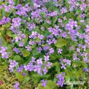ヒメ日記 2025/07/15 17:30 投稿 高山 ANECOTE