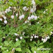 ヒメ日記 2025/08/02 21:30 投稿 高山 ANECOTE