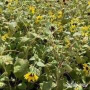 ヒメ日記 2025/08/04 22:30 投稿 高山 ANECOTE