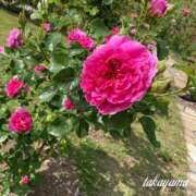 ヒメ日記 2025/09/05 22:01 投稿 高山 ANECOTE