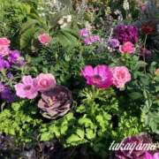 ヒメ日記 2025/09/21 14:01 投稿 高山 ANECOTE