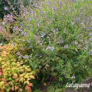 ヒメ日記 2025/10/06 23:52 投稿 高山 ANECOTE