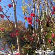 ヒメ日記 2025/11/22 22:31 投稿 高山 ANECOTE