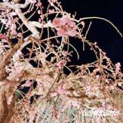 ヒメ日記 2026/03/09 22:31 投稿 高山 ANECOTE