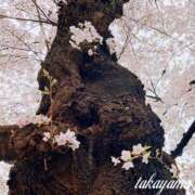 ヒメ日記 2026/04/08 22:03 投稿 高山 ANECOTE