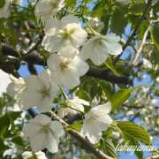 ヒメ日記 2026/04/10 23:53 投稿 高山 ANECOTE