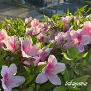 ヒメ日記 2026/04/17 21:26 投稿 高山 ANECOTE