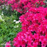 ヒメ日記 2026/04/21 21:31 投稿 高山 ANECOTE