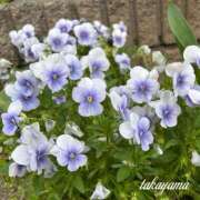 ヒメ日記 2026/04/22 23:34 投稿 高山 ANECOTE