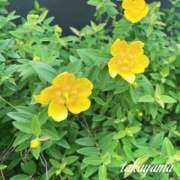 ヒメ日記 2026/05/16 22:02 投稿 高山 ANECOTE