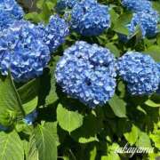 ヒメ日記 2026/05/31 21:29 投稿 高山 ANECOTE