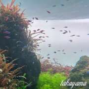 ヒメ日記 2026/07/17 22:15 投稿 高山 ANECOTE