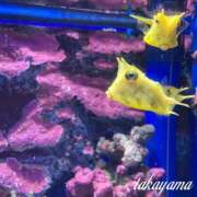 ヒメ日記 2026/07/26 21:51 投稿 高山 ANECOTE