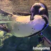 ヒメ日記 2026/09/07 18:03 投稿 高山 ANECOTE