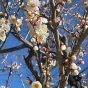 ヒメ日記 2025/02/05 10:51 投稿 香取 鶯谷人妻城