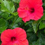 ヒメ日記 2025/04/19 21:43 投稿 香取 鶯谷人妻城