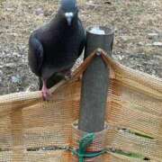 ヒメ日記 2025/04/27 21:41 投稿 香取 鶯谷人妻城