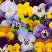 ヒメ日記 2025/05/05 20:43 投稿 香取 鶯谷人妻城