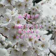 ヒメ日記 2025/05/17 23:37 投稿 香取 鶯谷人妻城