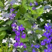 ヒメ日記 2025/06/02 09:32 投稿 香取 鶯谷人妻城