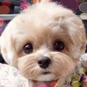 ヒメ日記 2025/12/02 19:20 投稿 香取 鶯谷人妻城