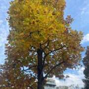 ヒメ日記 2025/12/04 14:10 投稿 香取 鶯谷人妻城