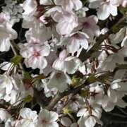 ヒメ日記 2026/04/02 11:12 投稿 香取 鶯谷人妻城