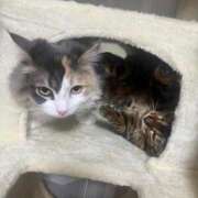 ヒメ日記 2025/01/27 16:05 投稿 ナミ ドMなバニーちゃん大宮店