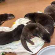 ヒメ日記 2025/02/09 16:01 投稿 ナミ ドMなバニーちゃん大宮店