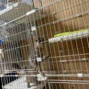 ヒメ日記 2025/02/17 14:43 投稿 ナミ ドMなバニーちゃん大宮店